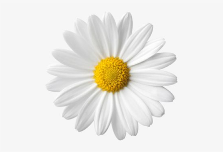 skinpassword use Bellis perennis Flower Extract Belides™ ORG for brightens and lightens the skin, minimizing age spots.